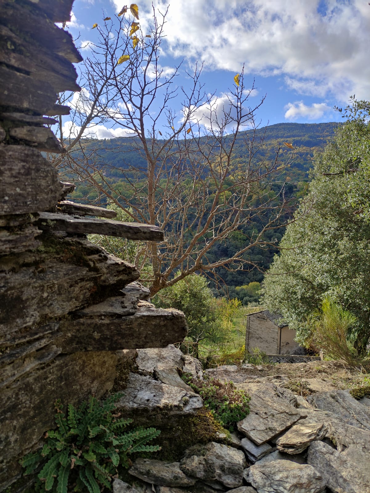 Ma forêt, nos forêts